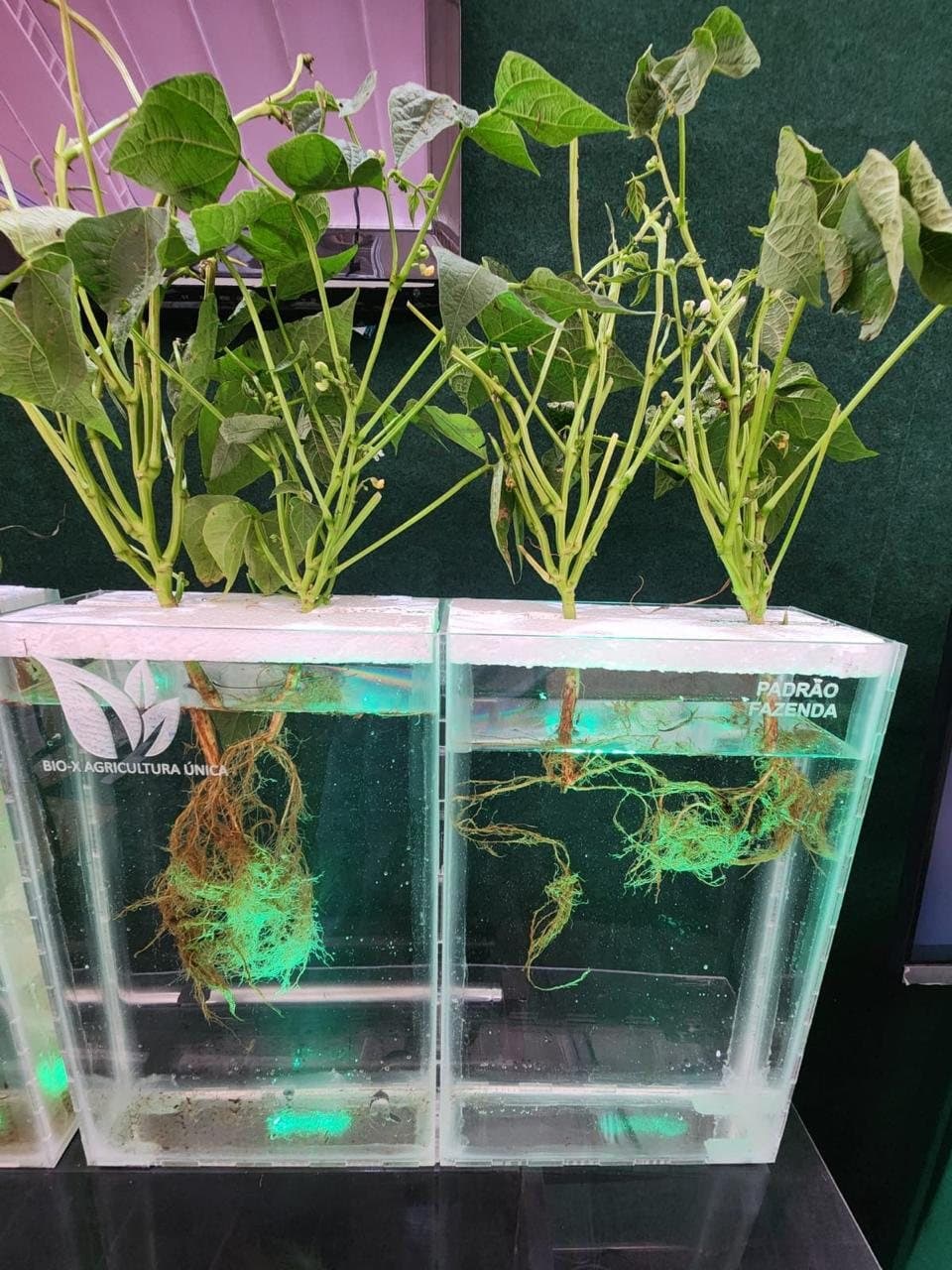 Raízes de plantas com BIO-X Agricultura Única e no padrão da fazenda, lado a lado